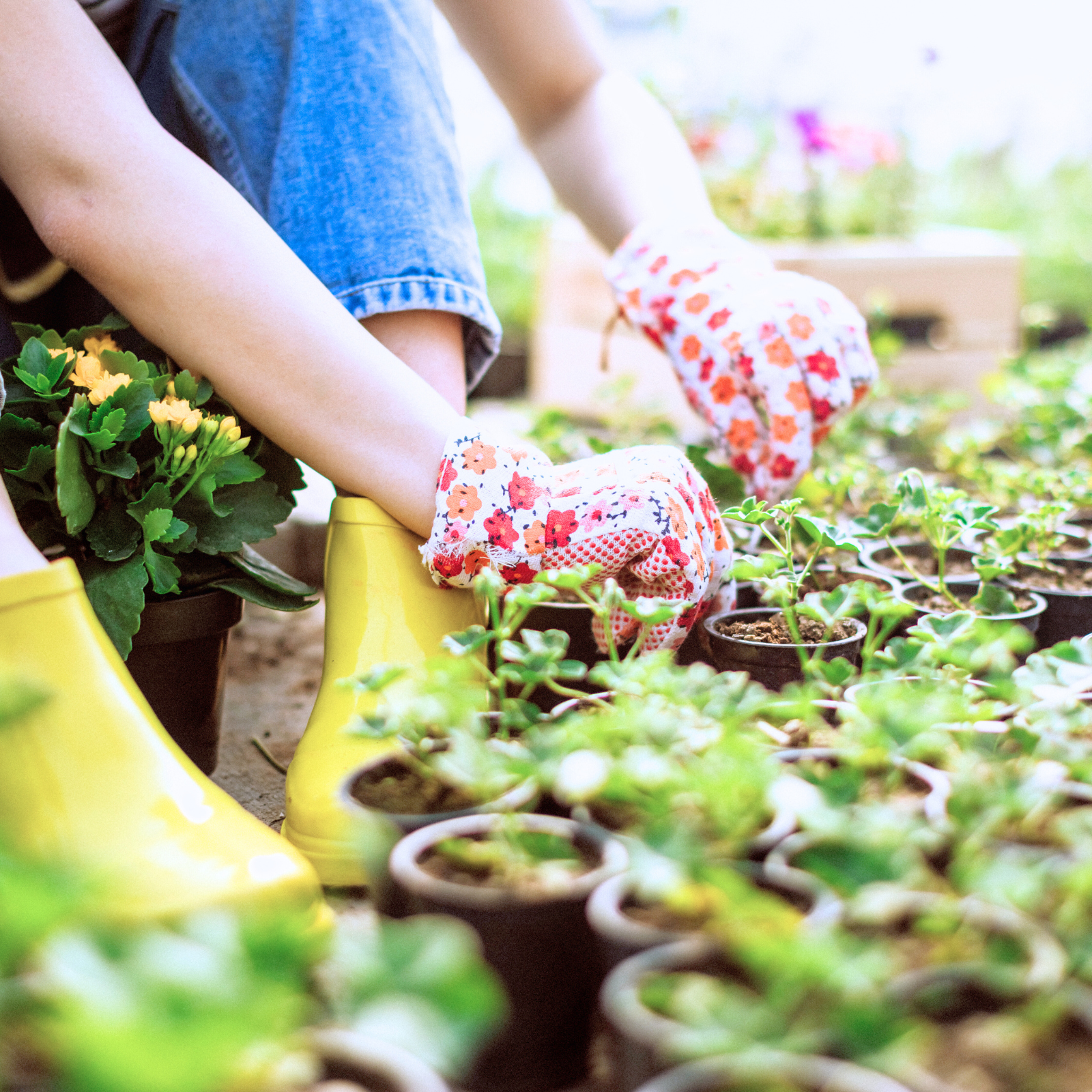 Horticultural Therapy